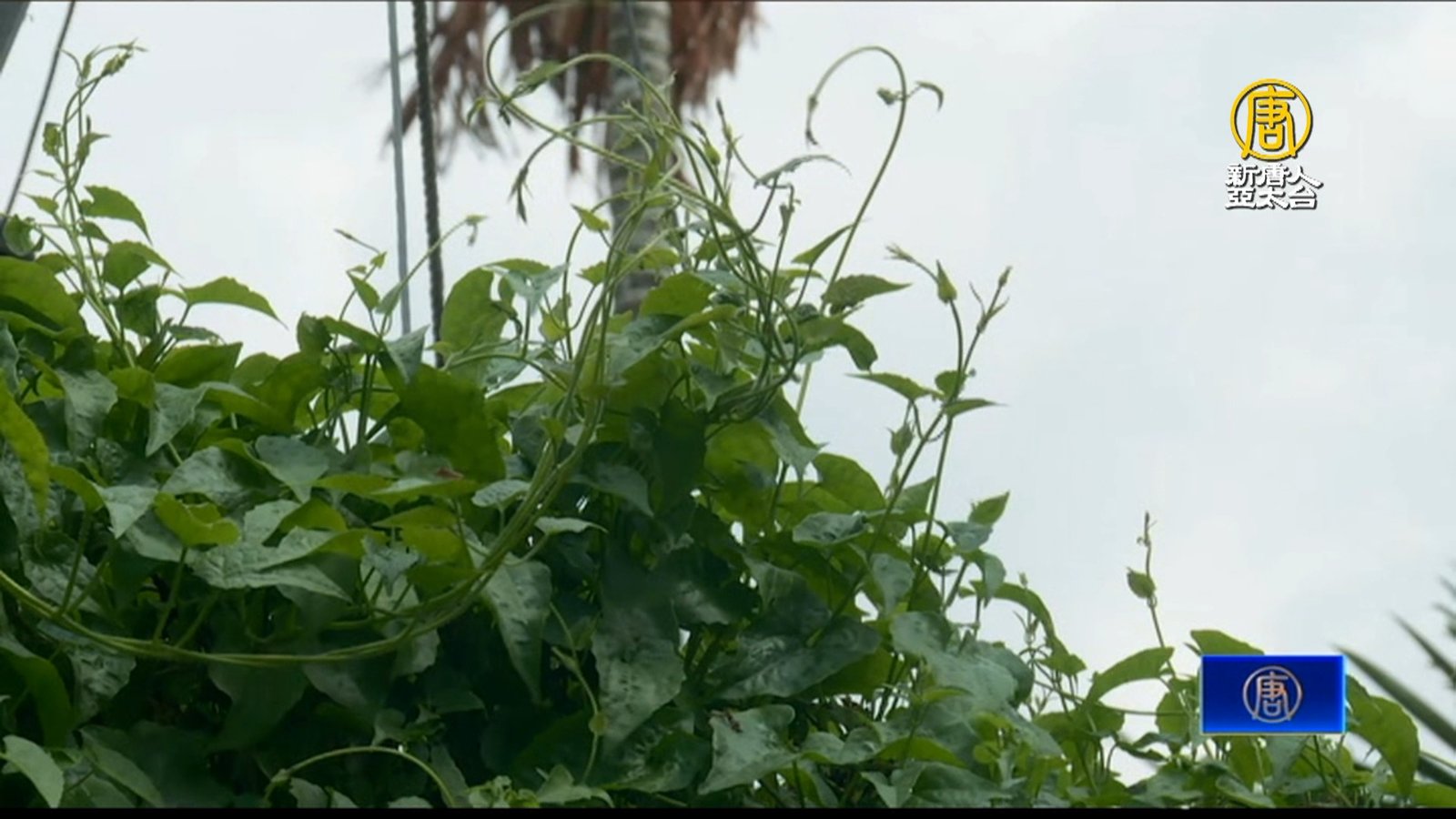 小花蔓澤蘭方巾DIY 綠癌小花變成創意品