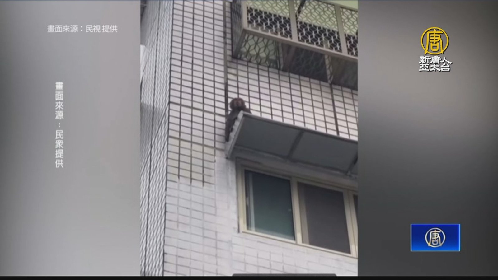 南投草屯市區有猴出沒 農業處研判:被趕出的孤猴