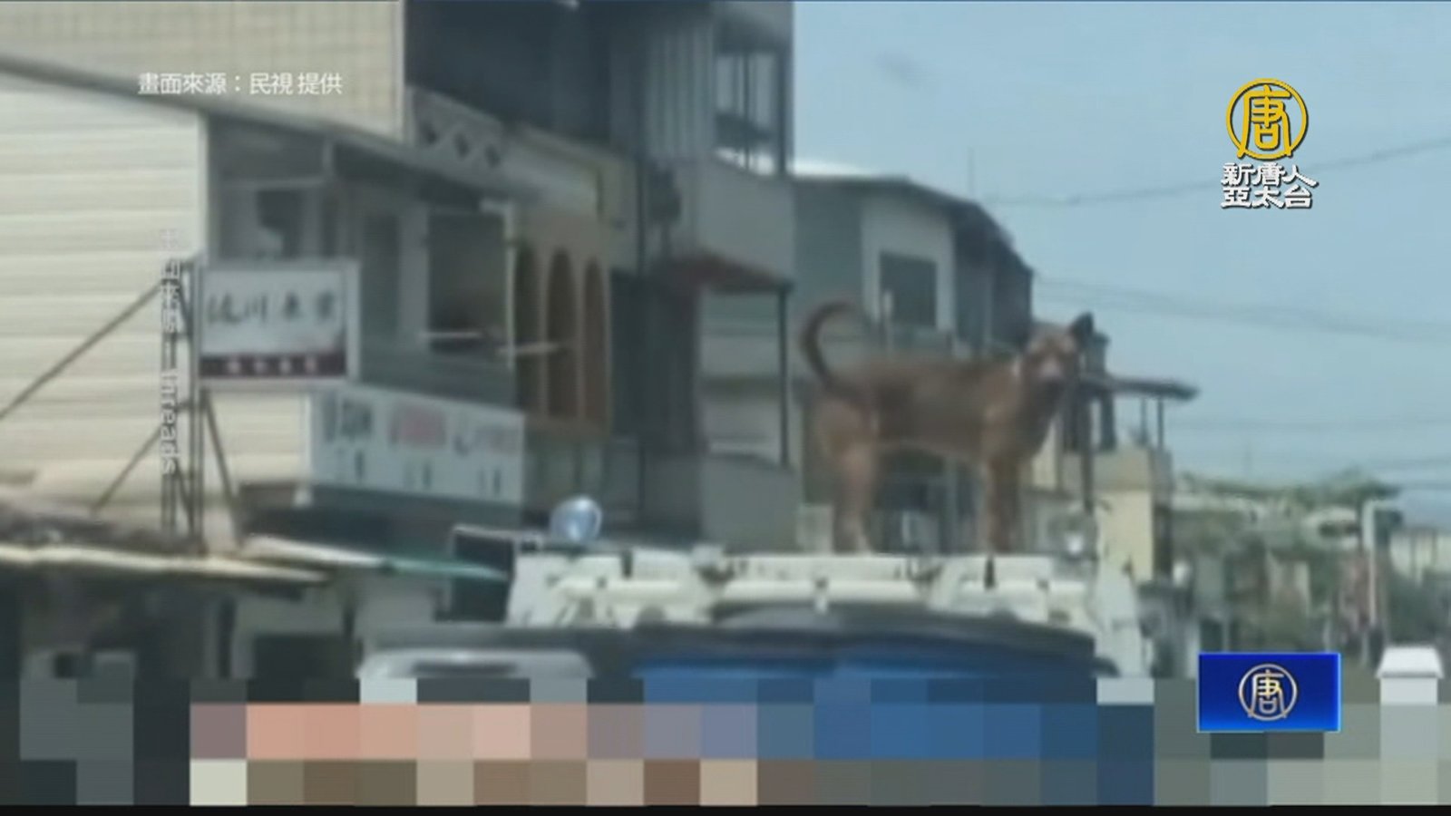 屏東人都這樣載狗?小黃狗站車頂轉彎還超穩