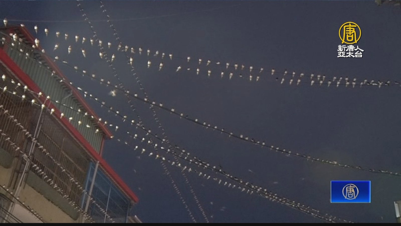 季節限定城市鳥景 高雄大樹上萬家燕大軍駐停