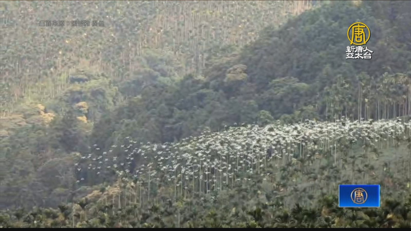 秋季限定奇景 嘉義太興迎黃頭鷺季開跑