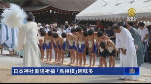 日本神社重陽祈福 「鳥相撲」趣味多