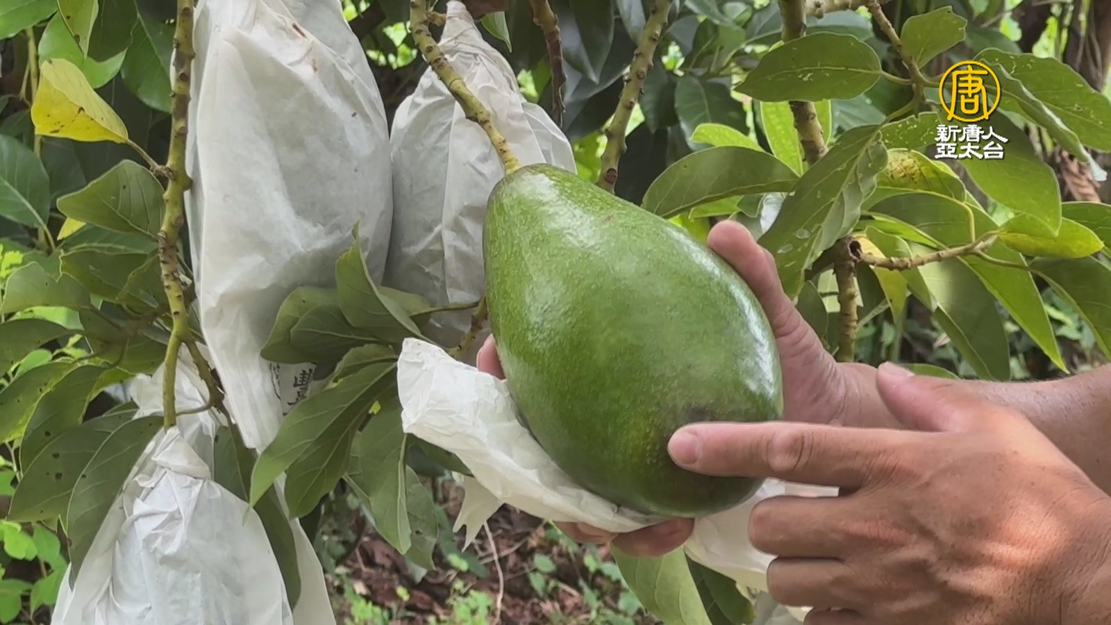 嘉義竹崎綠金「幸福果」 品嚐酪梨正當時