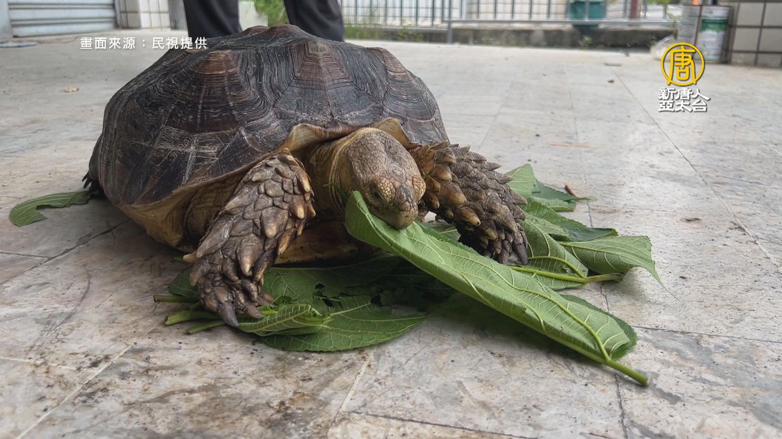 馬路上有大烏龜 警挨家挨戶找飼主平安送回家