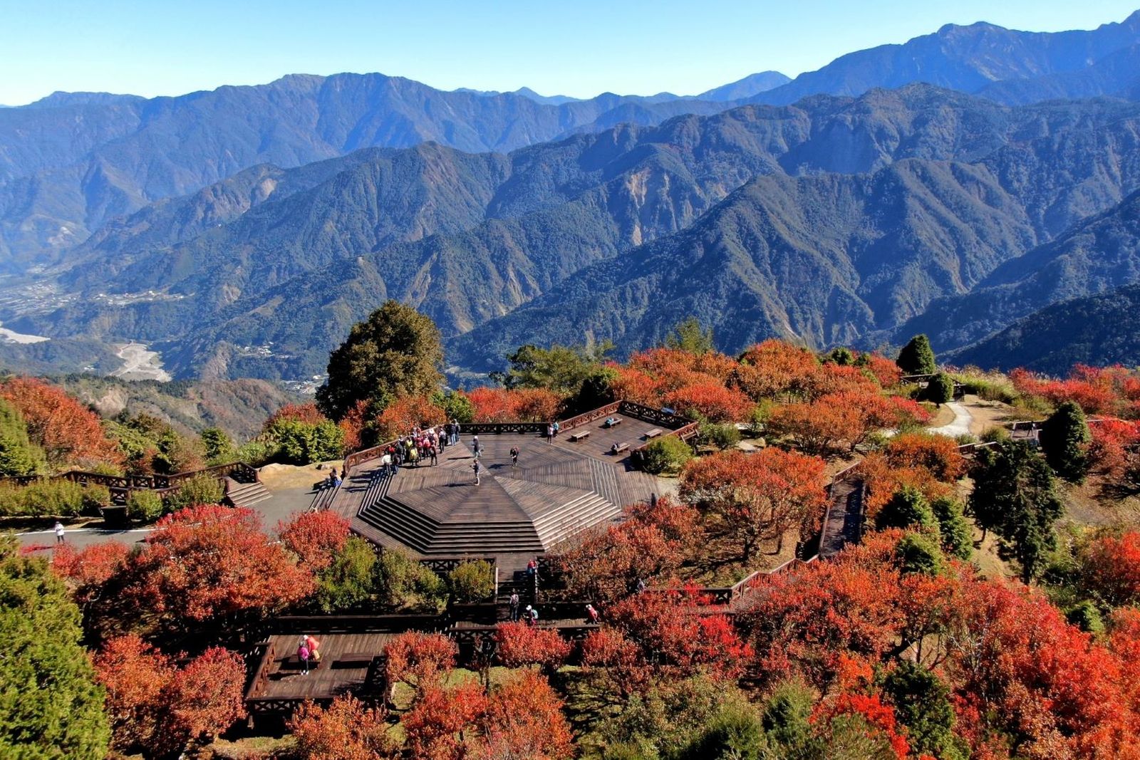 小笠原山平台零死角楓紅景色(阿里山賓館提供)