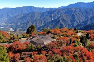 小笠原山平台零死角楓紅景色(阿里山賓館提供)