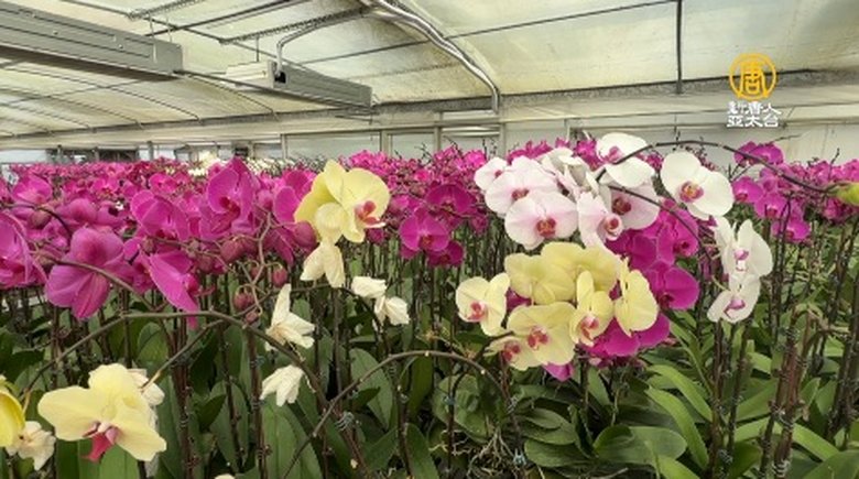 各式花色的蝴蝶蘭,優雅高貴、繽紛綻放。(新唐人方雅嫻拍攝)