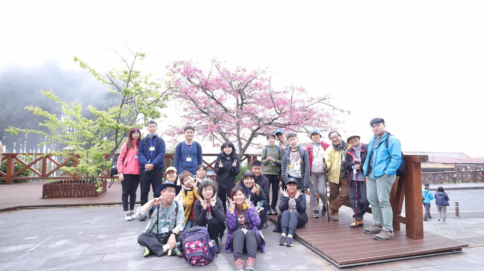 冬末春初,正值阿里山國家森林遊樂區白木蘭、霧社山櫻花等花卉陸續開放。(嘉義分署提供)