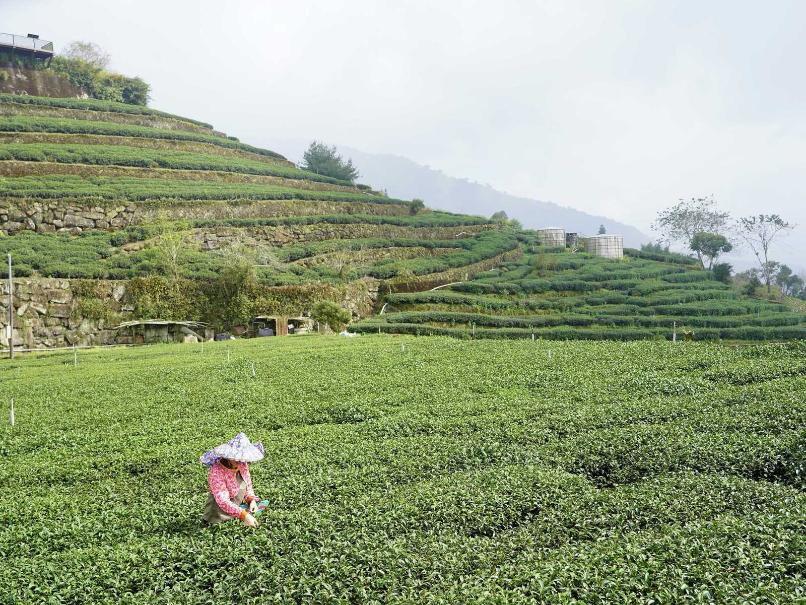 沿途可遠眺層層山嵐,穿越整齊茶園與竹林綠蔭,景色隨著高度與光線變化(嘉義縣文化觀光局提供)