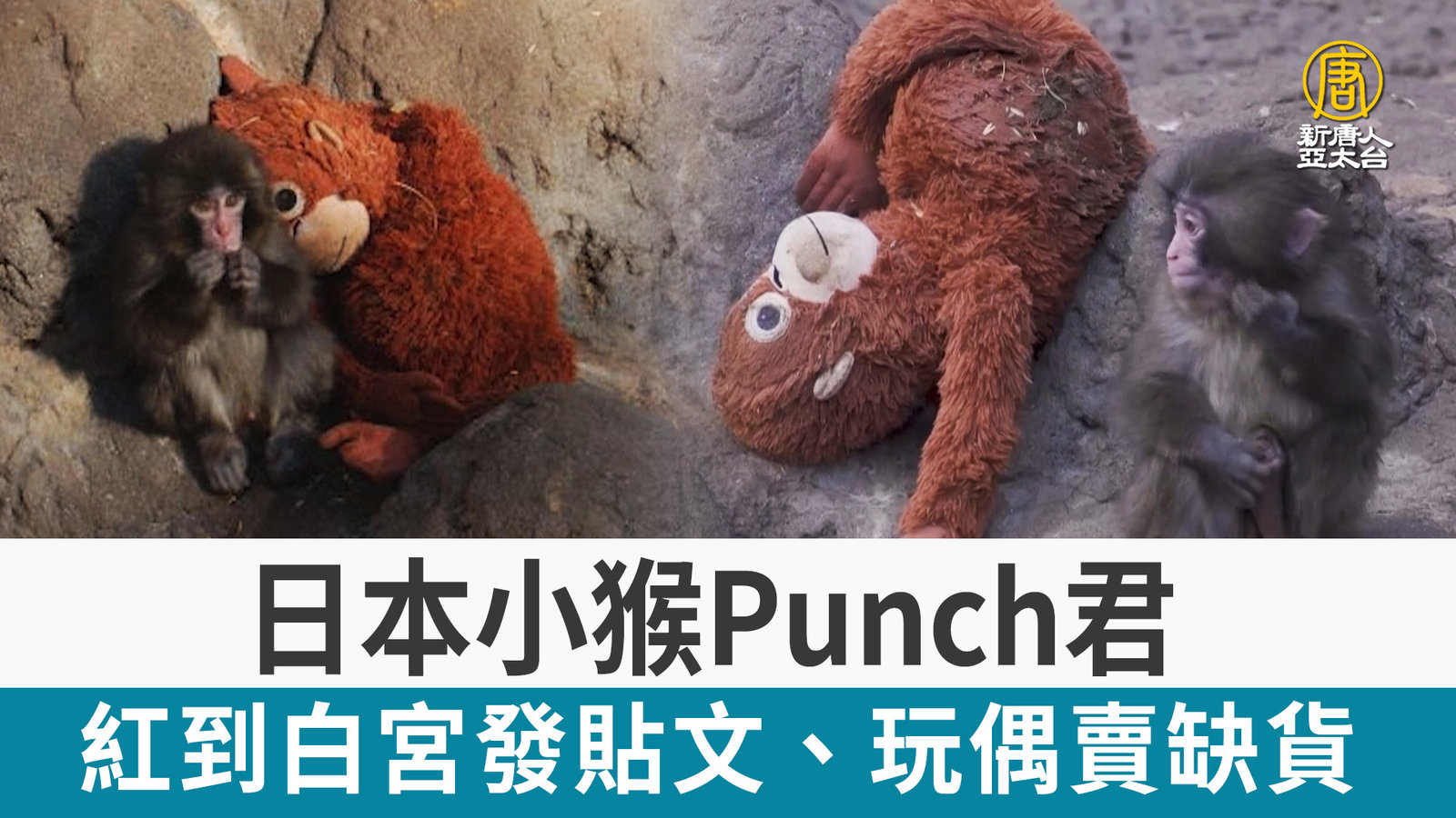 日本小猴Punch君 紅到白宮發貼文、玩偶賣缺貨