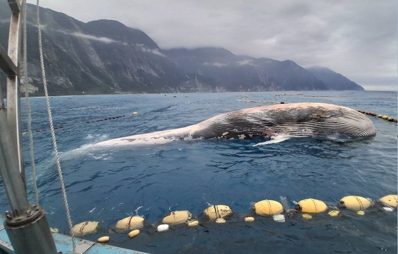 花蓮定置漁場業者巡視定置漁網發現漂浮鬚鯨屍體