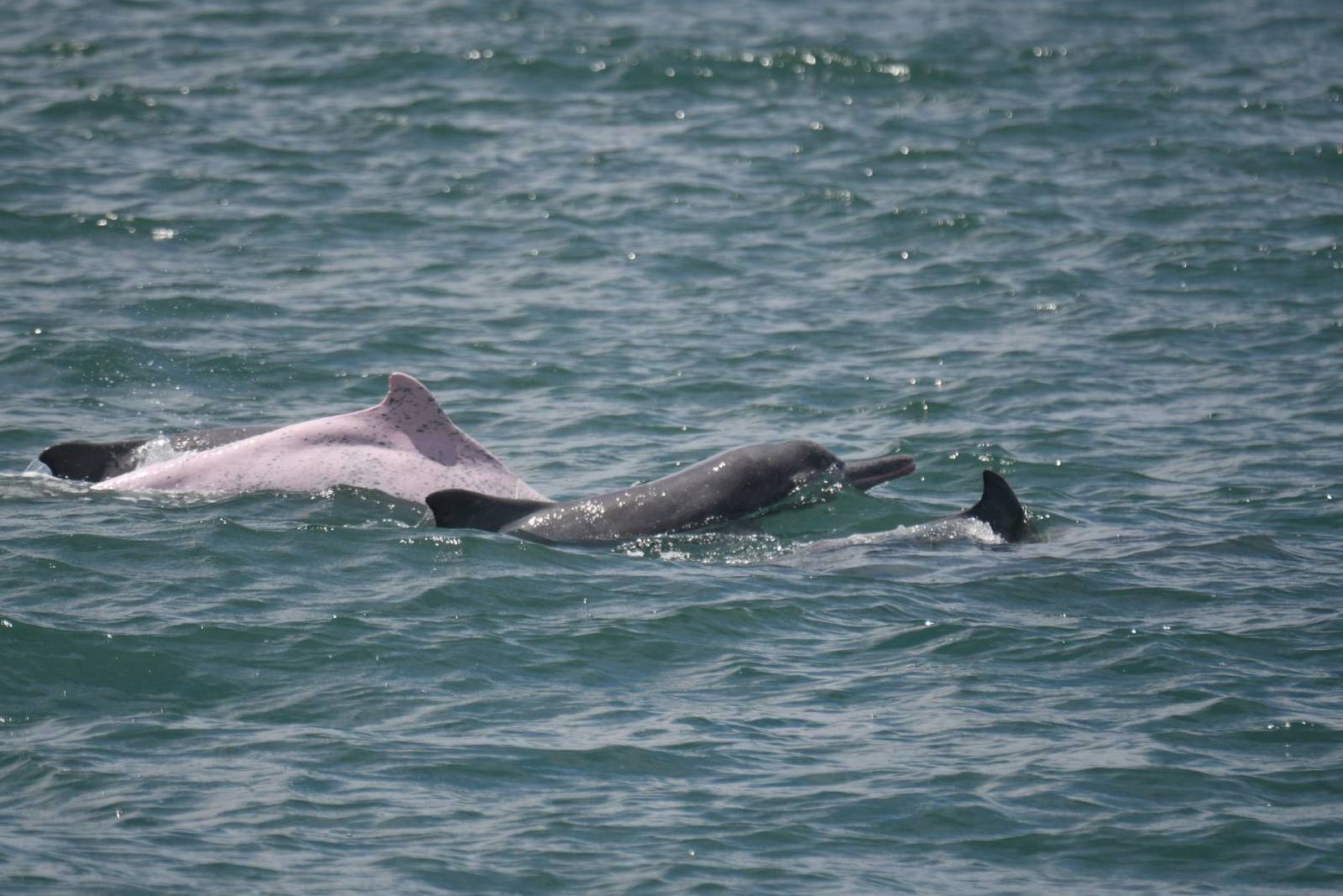 白海豚長年活動於西部沿海近岸淺海與河口水域,這片海域同時承載漁業、航運與沿岸生活(海洋保育署 提供)