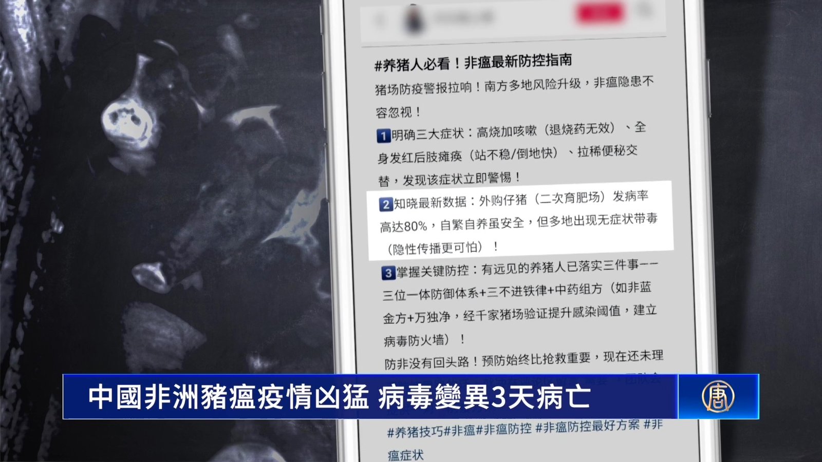 中國非洲豬瘟疫情凶猛 病毒變異3天病亡