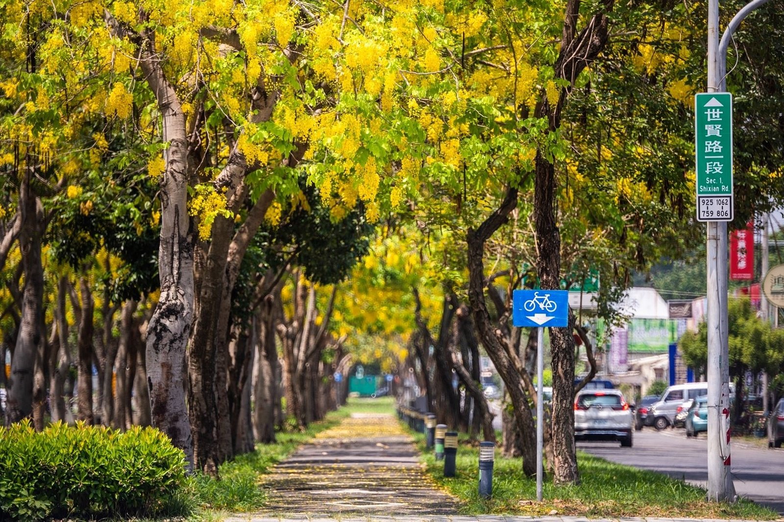 金黃花雨灑落木都 跟著皮克敏迷來嘉賞花.逛潮店(嘉義市政府提供)