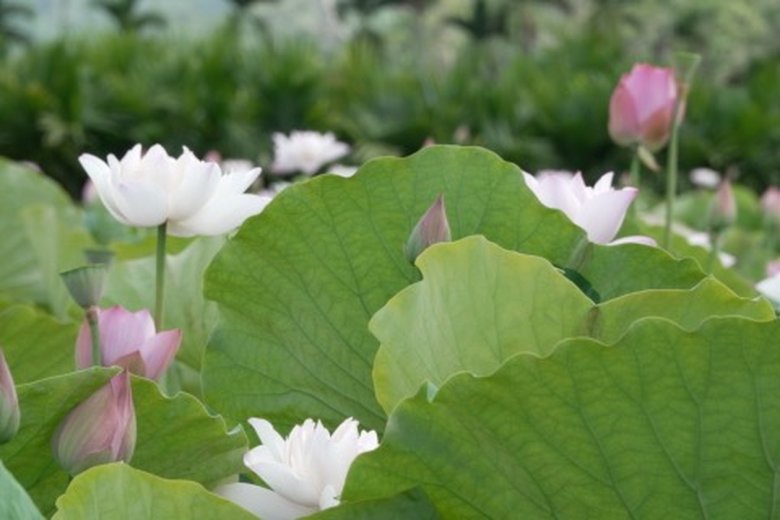 夏日限定賞蓮趣 嘉義中埔蓮花盛開景致壯麗
