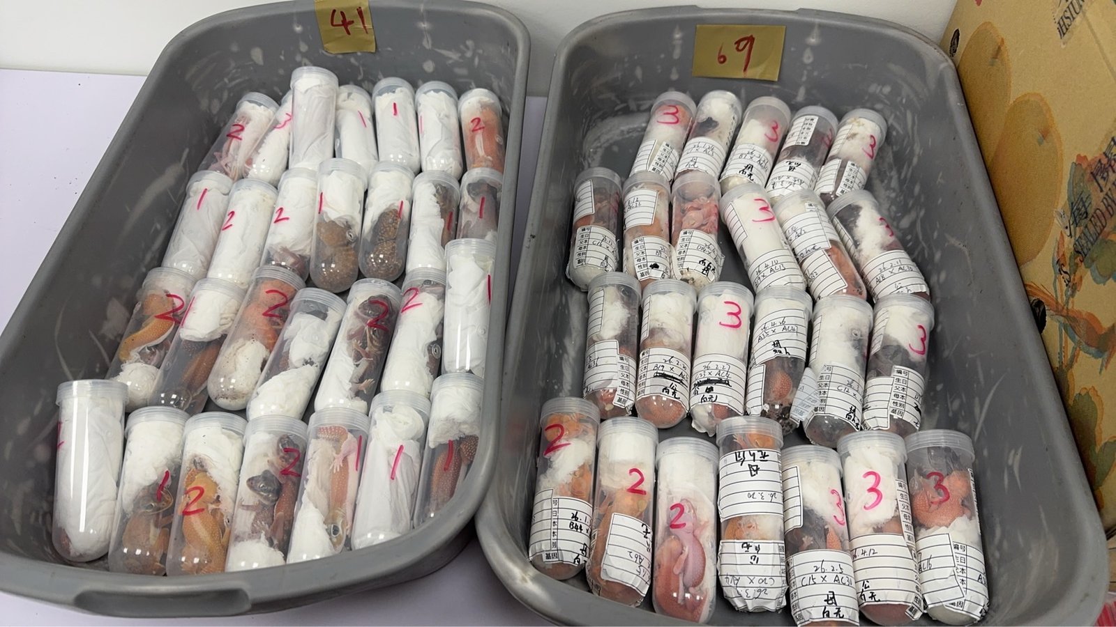金門小三通查獲活體走私 行李夾藏逾三百隻守宮(高雄海關提供)