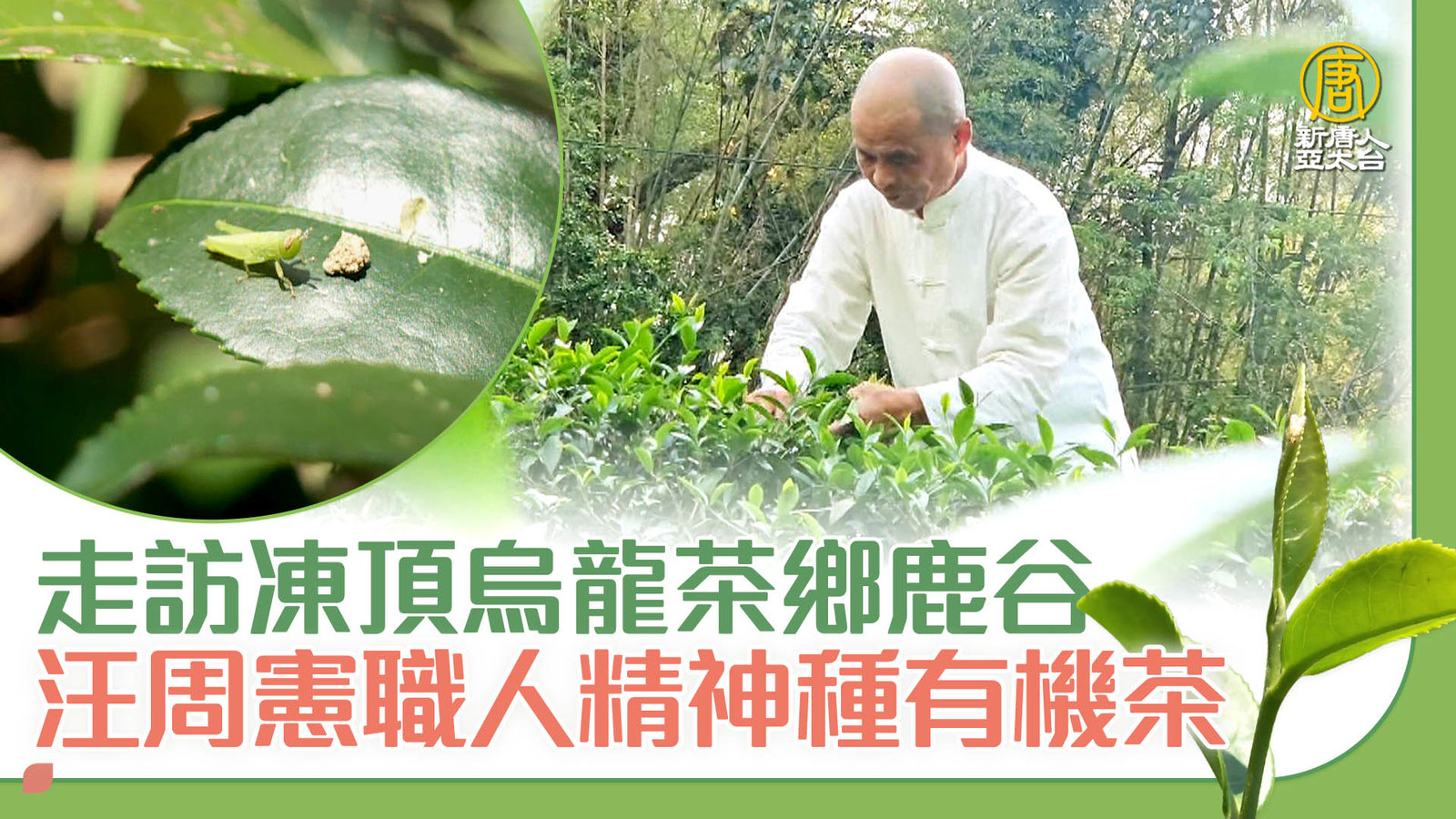 走訪凍頂烏龍茶鄉鹿谷 汪周憲職人精神種有機茶