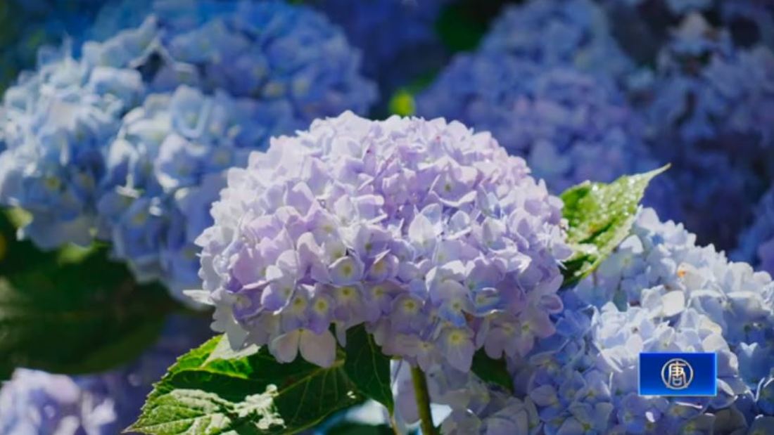 南投杉林溪繡球花盛開 上山賞花又避暑