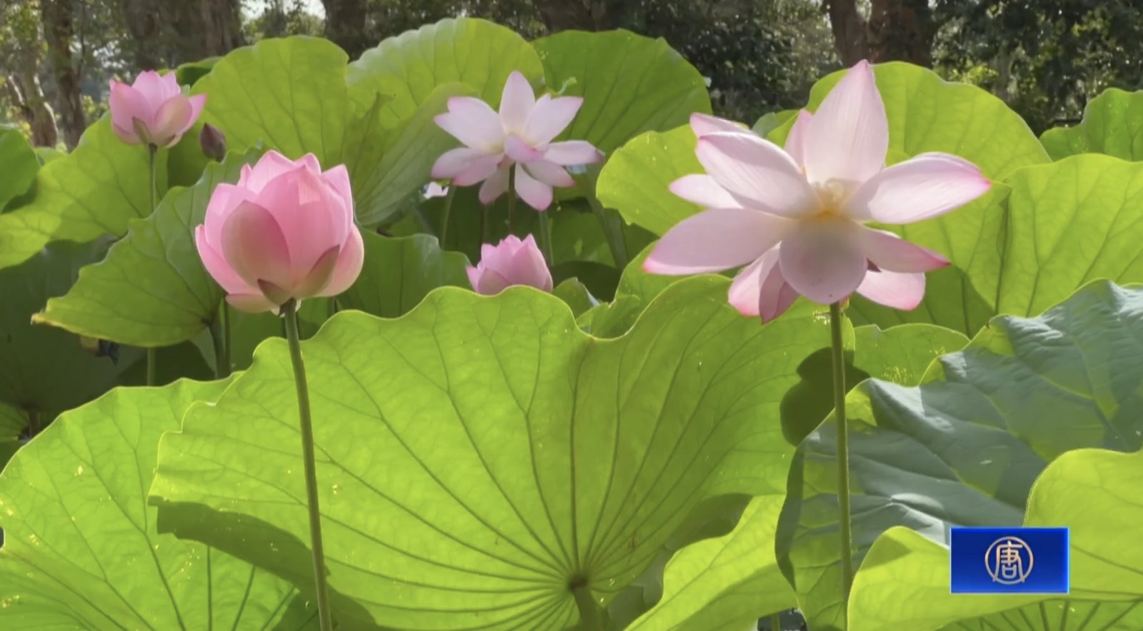 錯過等明年!桃園蓮花季登場 網美必拍大王蓮