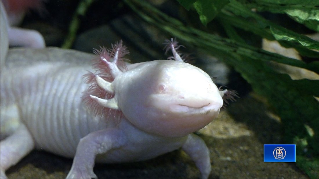 觀賞魚小兵立大功 農科水族展示廳年吸客13萬名到訪