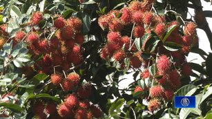新住民思鄉果「紅毛丹」 屏東長治成功量產