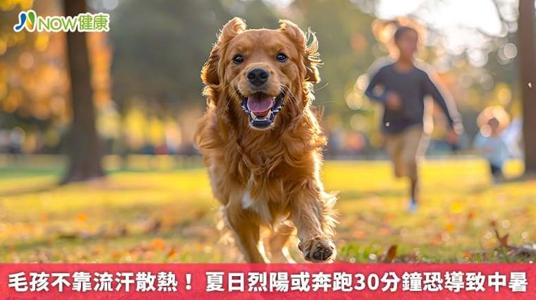 毛孩不靠流汗散熱!夏日烈陽或奔跑30分鐘恐導致中暑(首圖來源/Freepik)