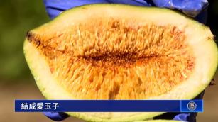 只有台灣有的消暑聖品!這隻昆蟲決定愛玉生死