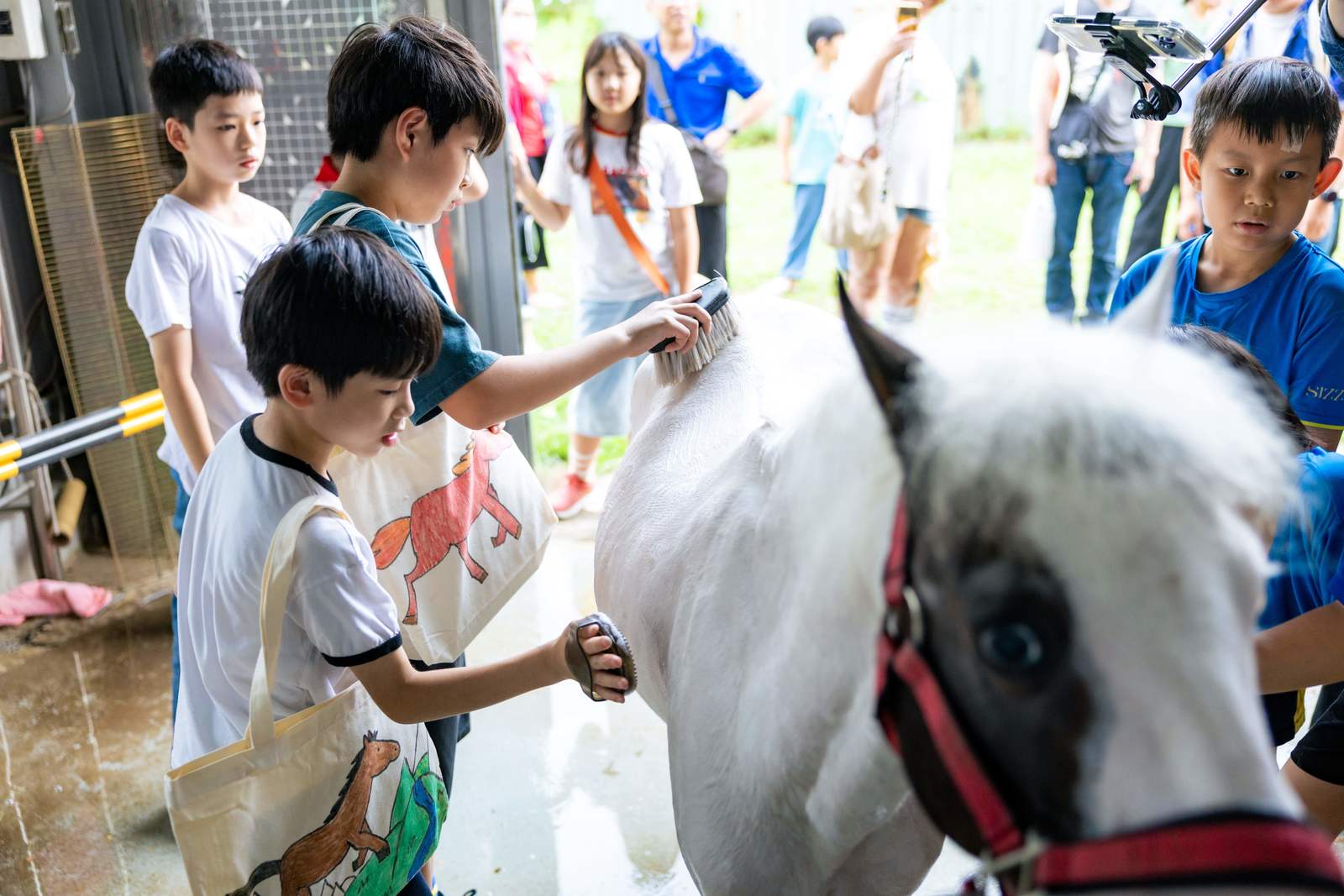 告別枯燥課本!高市攜手動物醫院推馬病體驗課程邊摸邊學。(圖/高雄市動物保護處)