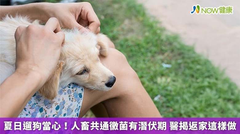 夏日遛狗當心!人畜共通黴菌有潛伏期 醫揭返家這樣做(首圖來源/Magnific)