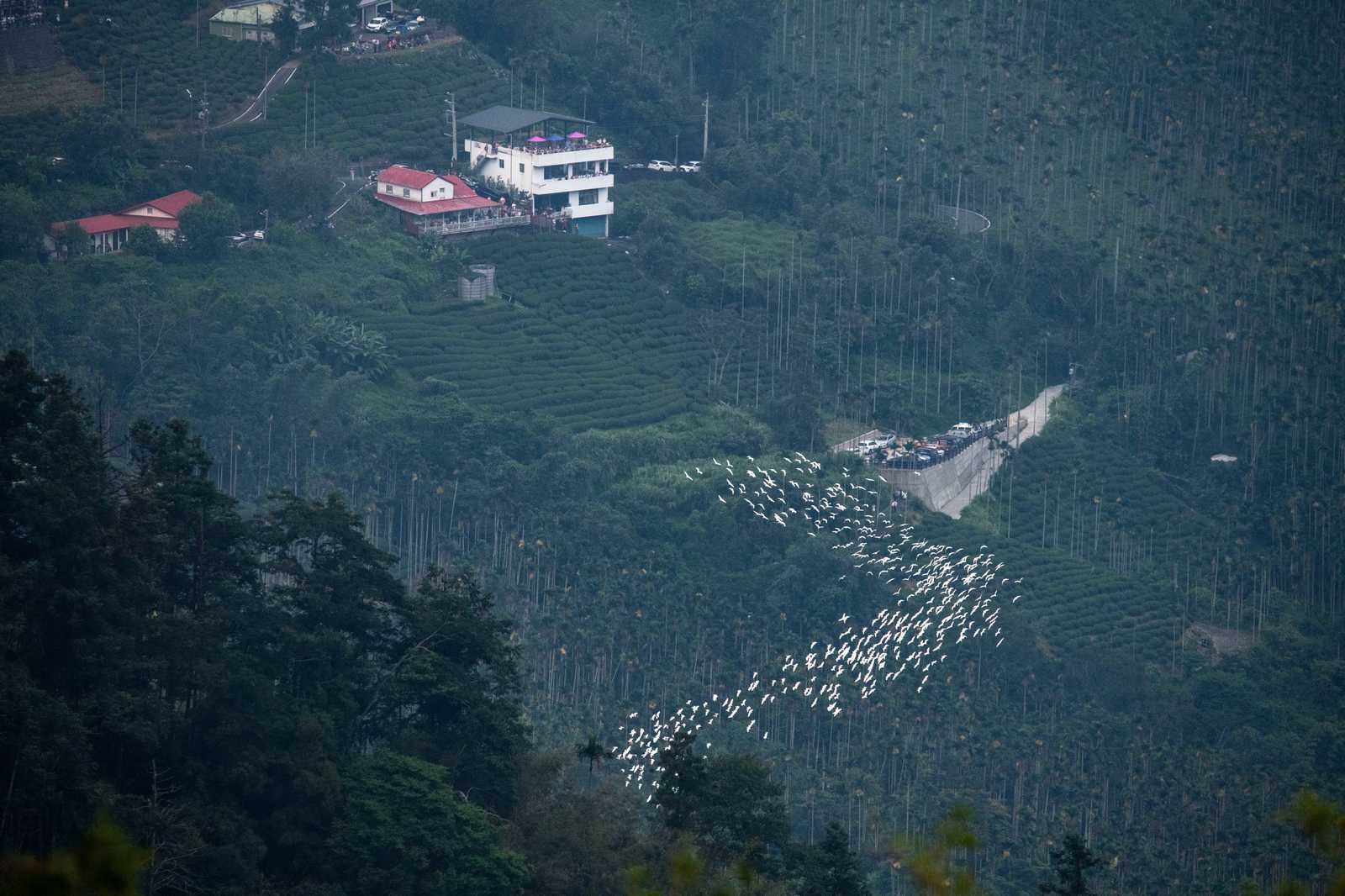 山城限定生態奇景「萬鷺朝鳳」中秋迎來最佳賞鳥期(嘉義縣政府提供)