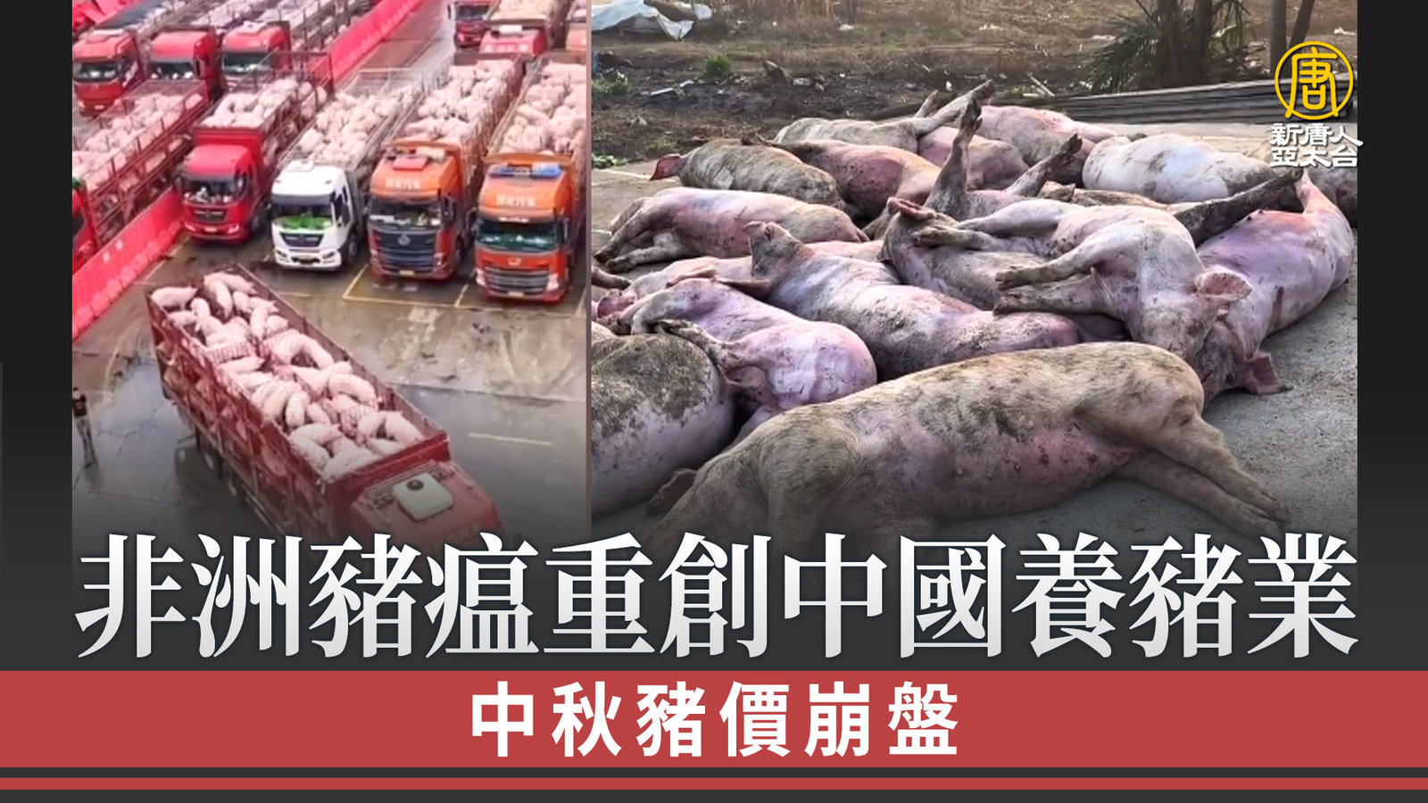 非洲豬瘟重創中國養豬業 中秋豬價崩盤