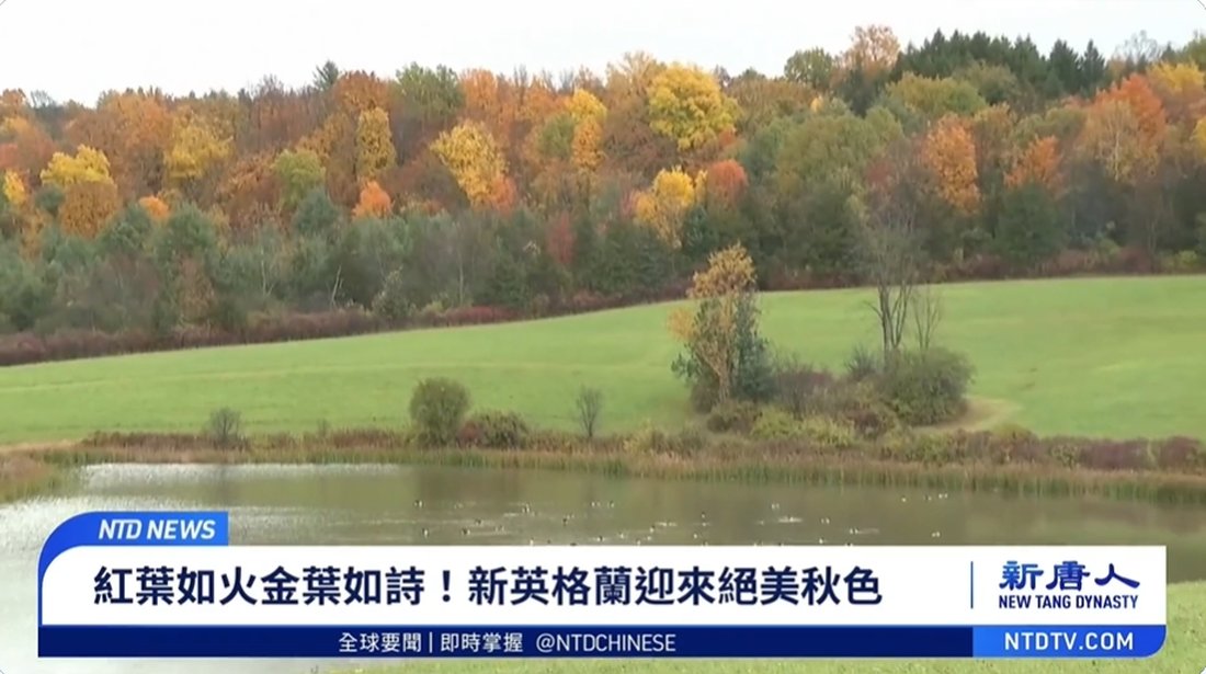 紅葉如火金葉如詩!新英格蘭迎來絕美秋色