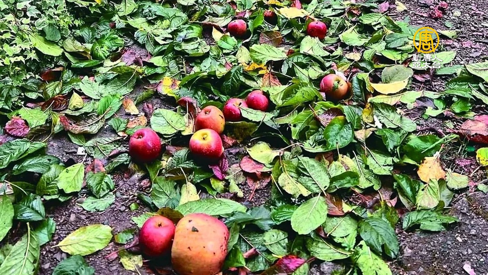 薔琵颱風釀台灣農損1.9億新台幣(圖片來源:梨山果灩臉書)