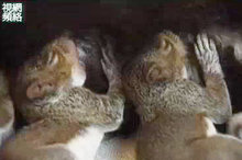 【今日點擊】周末視頻: 貓與松鼠