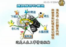 走進新紀元：大腦科學與健康教育(3)