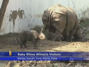 【看新聞學英語】東印度新誕生犀牛 吸引遊客