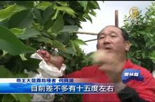 蓮霧「帝王大」 果甜價高稱極品