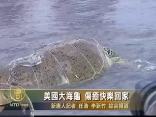 美國大海龜 傷癒快樂回家