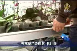 天寒蘭花吹暖氣 耗油錢