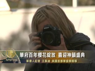 華府百年櫻花綻放 喜迎神韻盛典