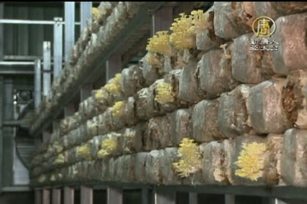 運用太陽能發電 精緻農業新趨勢