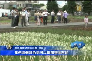 繽紛彩色稻 增添休閒觀光農業新亮點