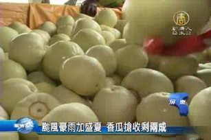 颱風豪雨加盛夏 香瓜搶收剩兩成