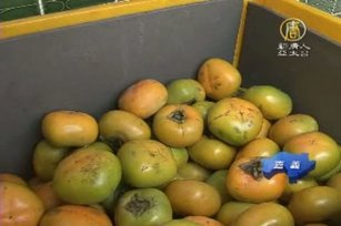 番路平核無柿 口感鮮甜多汁不輸日本