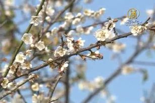 台種植達人張洲府 讓平地也能賞櫻花