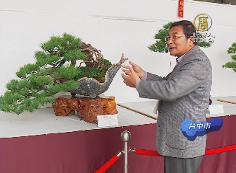 百齡松柏盆栽學問大養成技巧大解密 新唐人亞太電視台