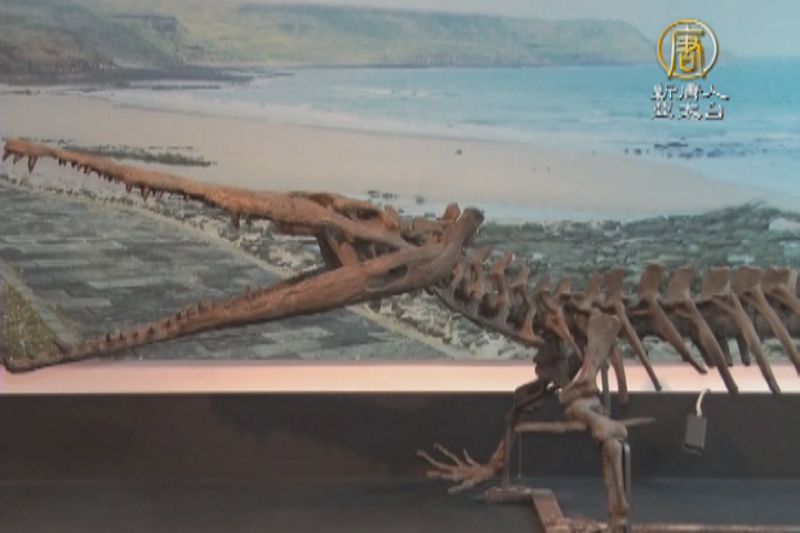 澎湖化石館開幕國寶級古生物登場 新唐人亞太電視台 澎湖化石館開幕國寶級古生物登場 新唐人亞太電視台