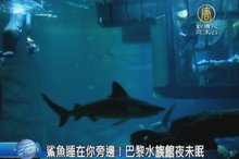 鯊魚睡在你旁邊！巴黎水族館夜未眠