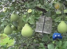 文旦博士防雨防颱有妙招 結果率超高