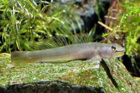 台灣糙體銳齒鰕虎有食鰭的天性 新唐人亞太電視台